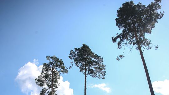 Mieszkańcy: Las jest nasz. Ale wióry wciąż lecą 