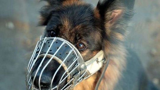 Mieszkańcy miasta chcą wybiegu dla psów. Czy inwestycja powstanie? 