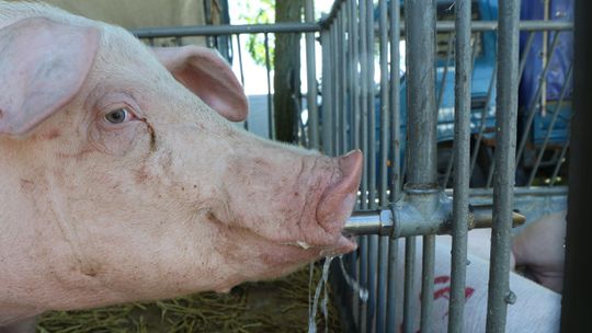 Mieszkańcy nie chcą rozbudowy chlewni. Dogadają się z rolnikiem?