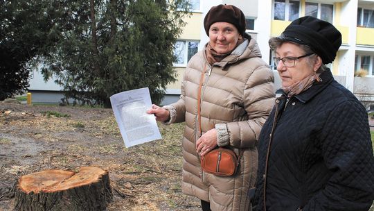 Mieszkańcy osiedla w Puławach: Nie chcemy żyć w betonowej dżungli! Podpisy przeciwko wycince drzew
