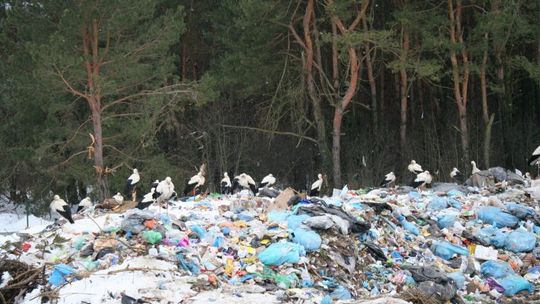 Mieszkańcy pomagają bocianom z wysypiska we Włodawie