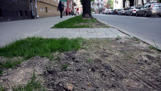 Mieszkańcy posadzili drzewa w centrum Lublina, urzędnicy je usunęli