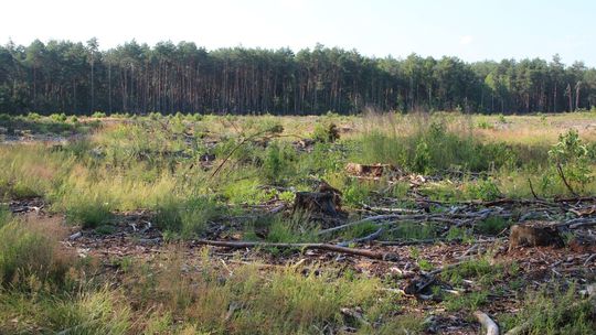 Mieszkańcy protestują, budowa kurników w zawieszeniu. Sprawę zbadają Lasy Państwowe