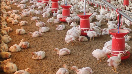 Mieszkańcy przeciwko fermie dla miliona kur. Wójt pyta, kto tak naprawdę jest inwestorem