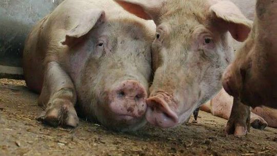 Mieszkańcy sąsiadują już z chlewnią i nie chcą kolejnej. Boją się zapachów