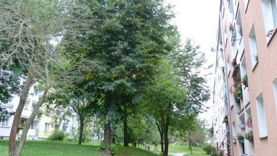 Mieszkańcy skarżą się na drzewa zasłaniające słońce