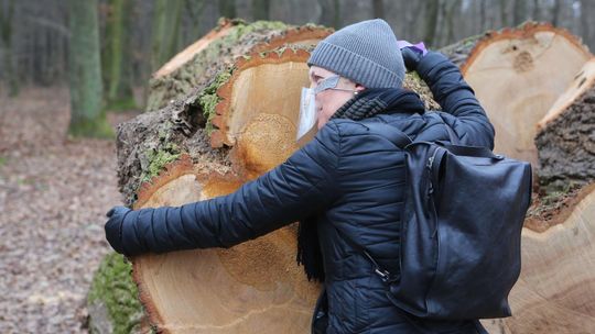 Mieszkańcy Świdnika bronią drzew przed wycinką. "To są płuca Adampola"