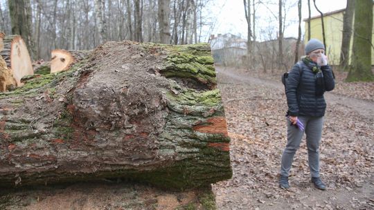 Mieszkańcy walczą o stare drzewa w lesie Rejkowizna. To "zielone płuca" Świdnika