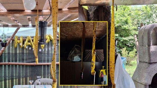 Mieszkańcy walczą z plagą much. Chcą zamknięcia zakładu przy Turystycznej