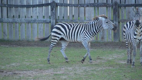 Mieszkańcy Wąwolnicy nie wierzyli w to, co widzą. Po ulicy biegał uciekinier z mini zoo
