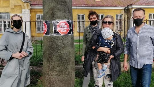 Mieszkańcy Zamościa bronią drzew. Jest petycja i akcja plakatowa