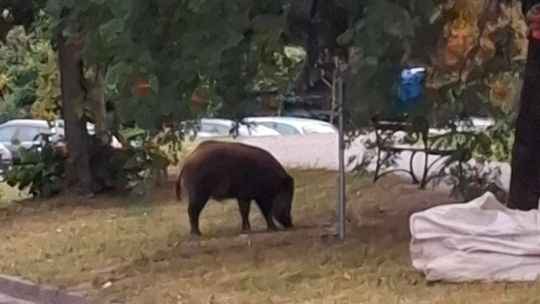 Mieszkaniec alarmuje przed początkiem roku szkolnego
