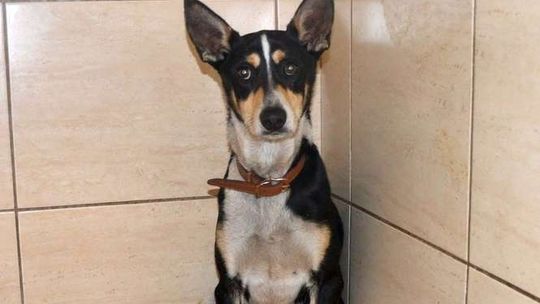 Mieszkaniec Krasienina znęcał się nad psem?