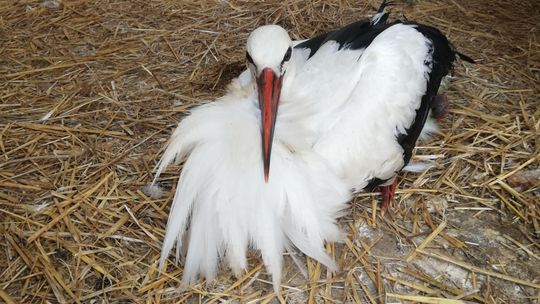 Mieszkanka Gołębia uratowała rannego bociana