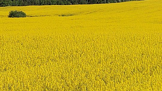 Milejów. Chciał ukraść samochód, ukrył się w rzepaku