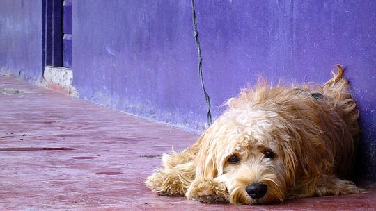 Milejów: Gmina nie odławia bezdomnych zwierząt