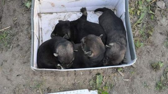 Milejów: Zakopane żywcem psy zostały uśpione