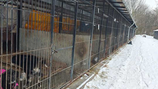 Schronisko dla zwierząt Chełm