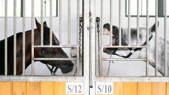 Miliony złotych na koncie stadniny w Janowie Podlaskim. Wiadomo, na co mają pójść pieniądze 