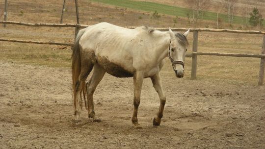 Miłośnicy zwierząt alarmują: Te konie cierpiały
