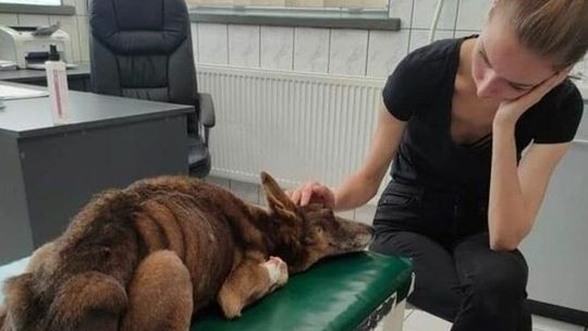 Miłośniczki zwierząt mają szanse na 100 tys. zł. Ale potrzebują Twojej pomocy