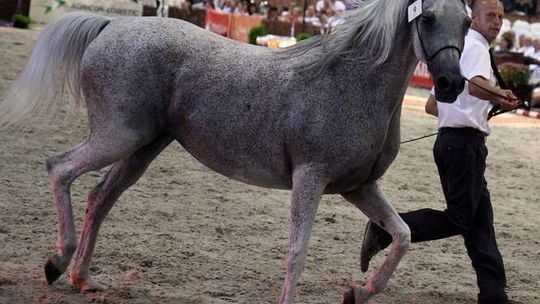 "Minister Jurgiel brzytwy się chwyta". Obrońcy odwołanych szefów stadnin zarzucają manipulację