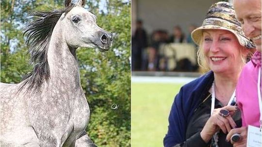 Minister: Kto zabija konie w Janowie Podlaskim? Shirley Watts zabiera pozostałe klacze