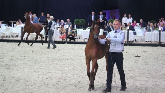 Minister rolnictwa w Janowie Podlaskim: Stadninie potrzebni są fachowcy i stabilność
