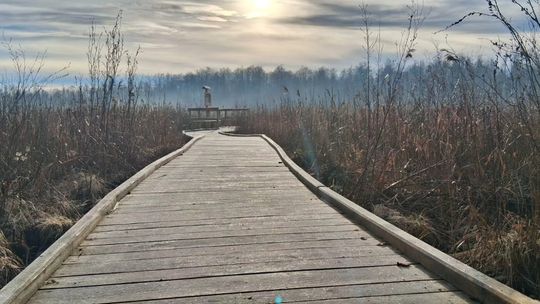 trasa spacerowa w Poleskim Parku Narodowym