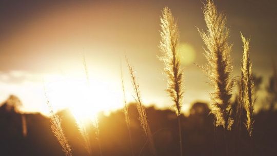 Miotła zbożowa – narastający problem w uprawie pszenicy