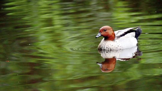 Mircze: Zamienią stawy rybne na kąpieliska