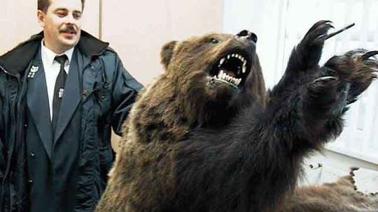 Miś w granicznym potrzasku