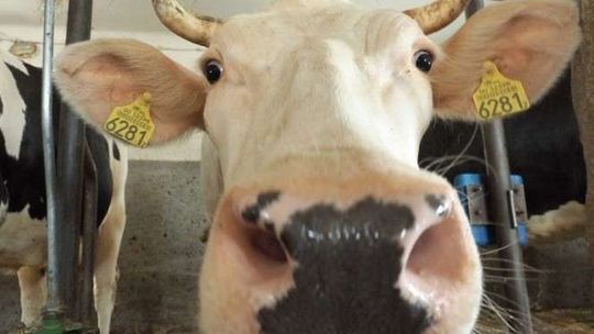 Mleczarnia nagradza najlepszych dostawców mleka. Nagrody z górnej półki