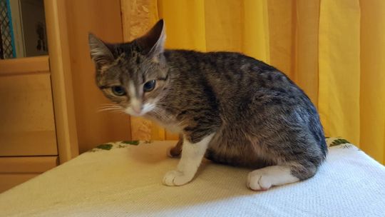 Młoda kotka znalazła już nowego właściciela