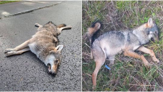 Młoda wilczyca nie przeżyła konfrontacji z samochodem  