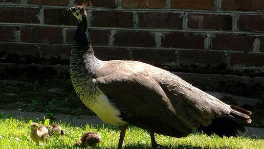 Młode pawie w Muzeum Zamoyskich w Kozłówce