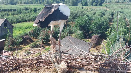 Młody bociek uwięziony w sznurkach. Pomoc przyszła na czas 