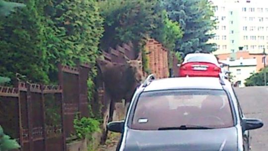 Młody łoś błąkał się po ulicach Lublina