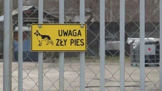 Młody mężczyzna został rozszarpany przez psy [wideo]