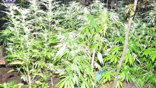 Młodzi ogrodnicy wpadli na plantacji konopi indyjskich