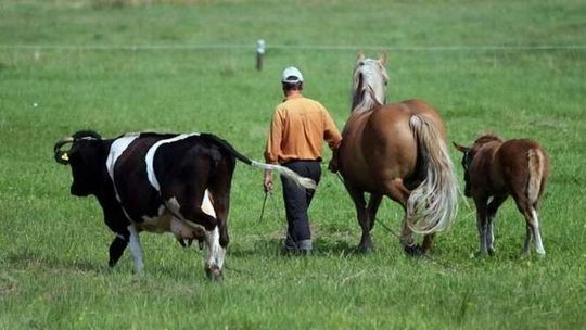 Młodzi rolnicy mogą dostać nawet 100 tys. zł. Zainteresowanie małe