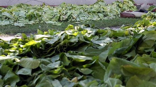 Mniej czasu dla plantatorów tytoniu
