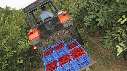 Mniej pracy sezonowej. Plantatorzy wolą Ukraińców
