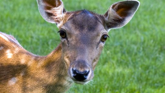 Mniej saren, więcej jeleni. Policzyli zwierzęta w Roztoczańskim Parku Narodowym
