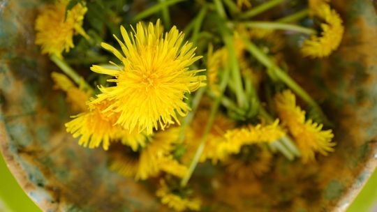 Mniszek na widelcu zastąpi rukolę i kapary. Co można z niego zrobić? [przepisy]