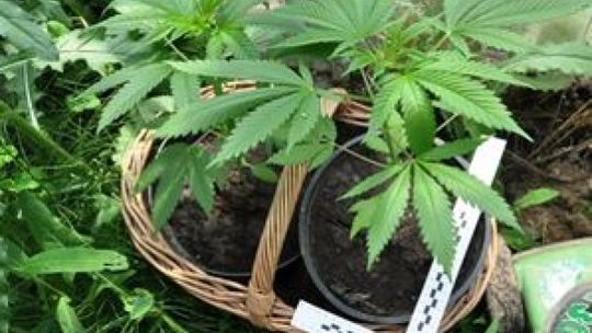 Modliborzyce: Hodowali w domu konopie indyjskie