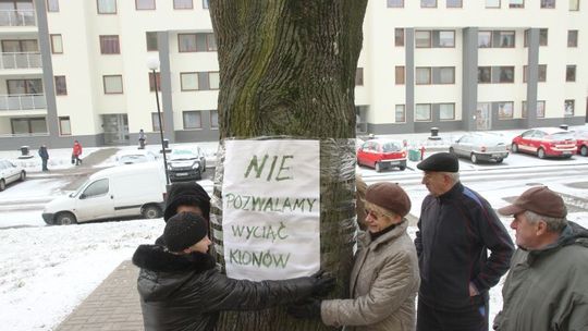 \"Mogą stanowić zagrożenie\". Dlaczego spółdzielnia \"Czuby\" chce wyciąć drzewa?