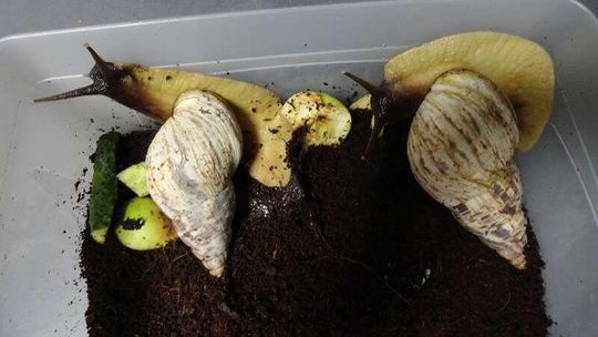 Monety, broń i... ślimaki. Wpadki przemytników na granicy [zdjęcia]