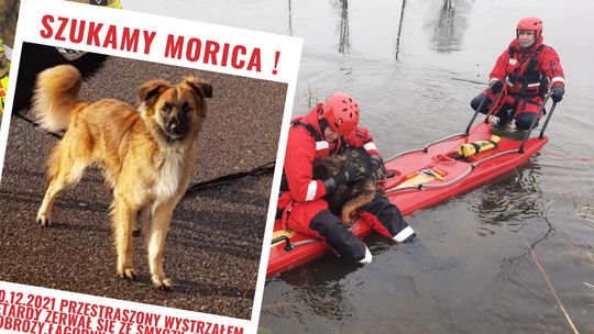 Morica nadal szukają. Płacz po zaginionych psach i martwe ptaki w parkach