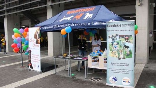 Motor gra z Sołą, a kibice prowadzą zbiórkę na rzecz Schroniska dla Bezdomnych Zwierząt w Lublinie 